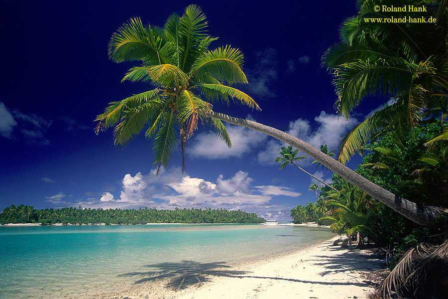 Palme auf Aitutaki