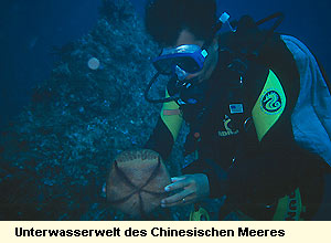 Unterwasserwelt des Chinesischen Meeres