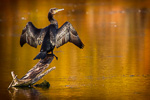 Drying Wings