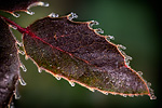 Frosty Leaf