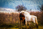 Horses in Love