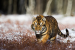 Im Visir des Tigers