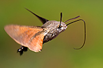 Macroglossum Stellatarum