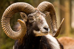 Mufflon