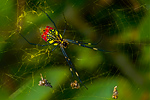 Nephila Clavata