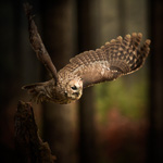 Owl takeoff