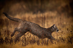 Puma Jump
