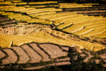 Rice fields