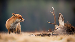 Skeptischer Blick