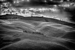 Tuscany Sheeps