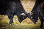 Yak Fight